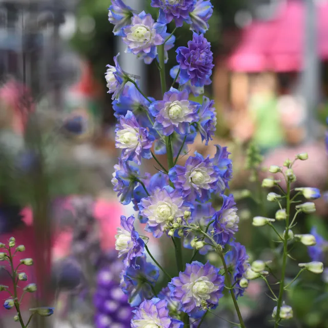 Bakker Delphinium Highlander Bolero vivace racine nue