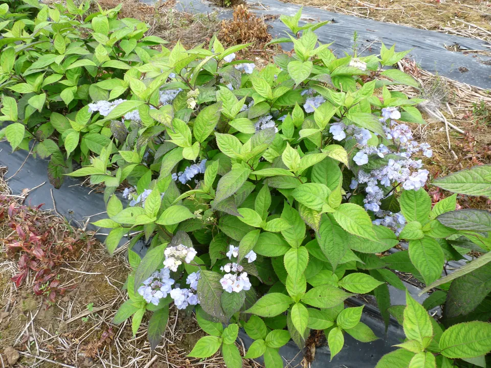 Les Hortensias du Haut Bois serrata Yae no-amacha hortensia godet