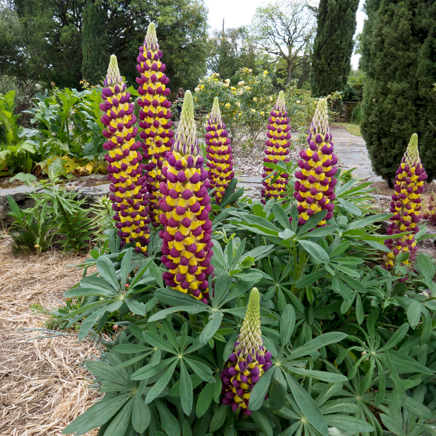 Bakker Lupin Manhattan Lights vivace bicolore pot 8cm