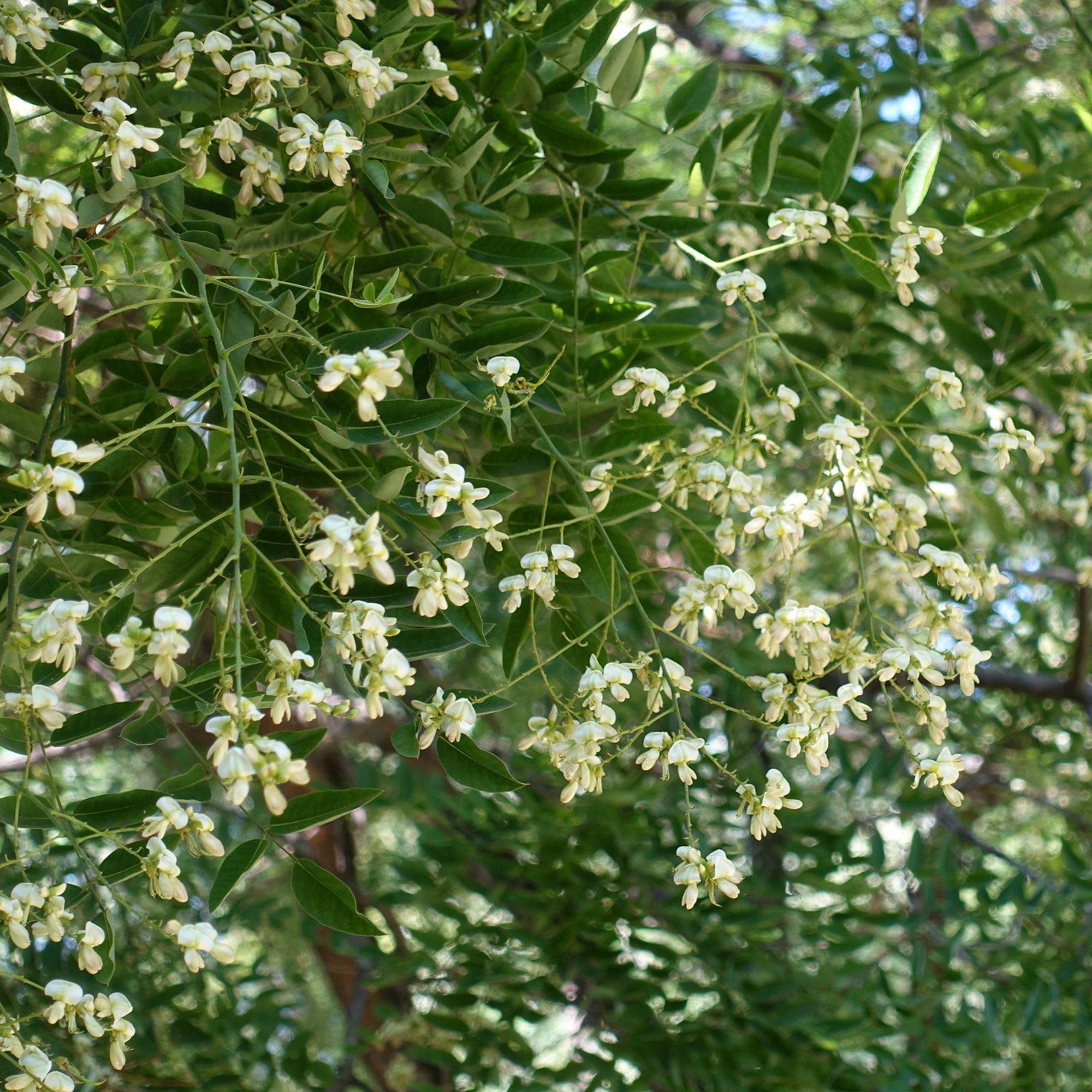 Bakker Sophora du Japon arbre pot 9 cm 10-20 cm