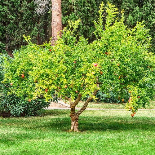Bakker Grenadier Dente di Leone fruitier pot 7L 100-120cm