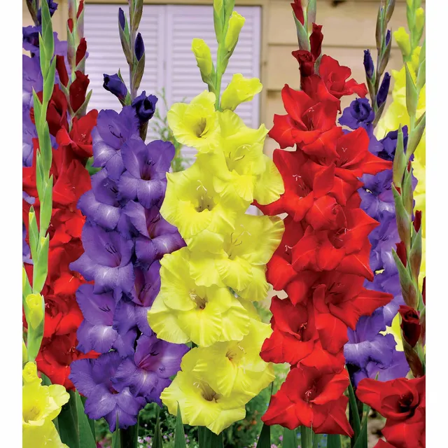 Bakker Bulbes à fleurs 30 Glaïeuls assortis bulbes mélange couleurs