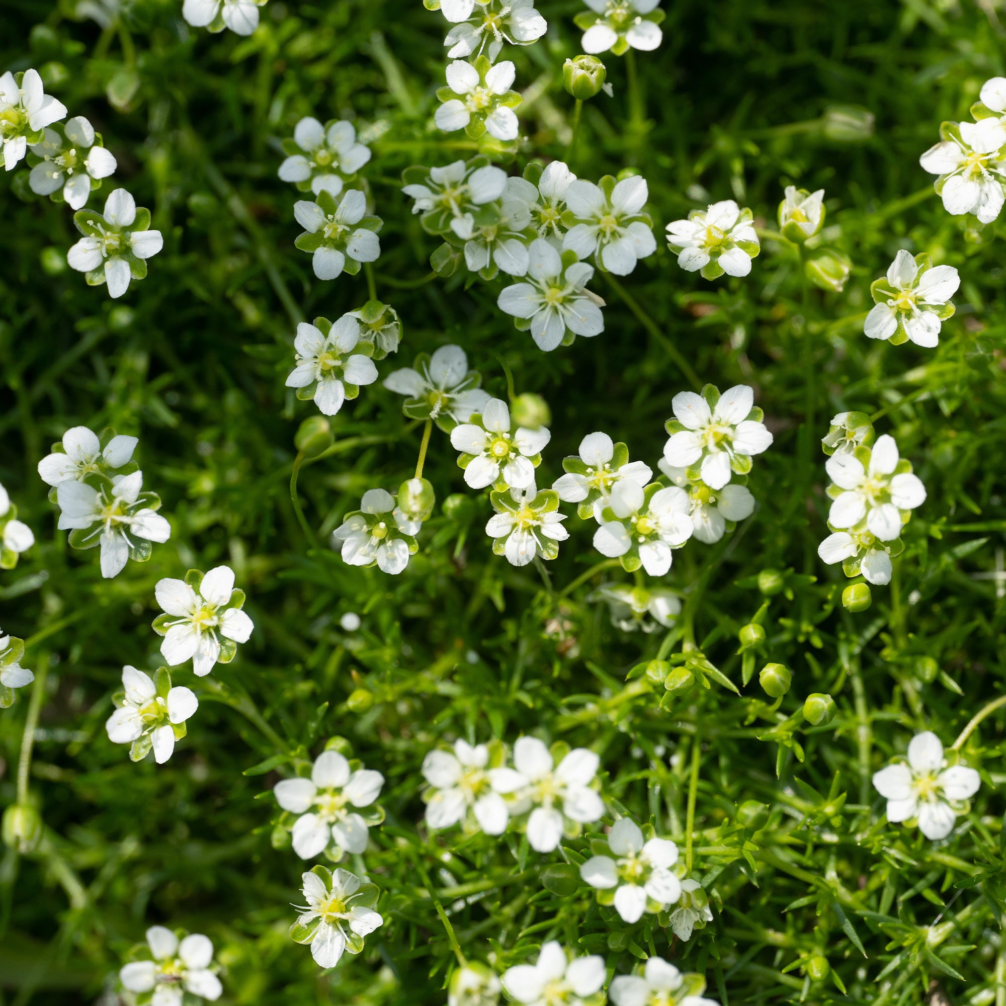 Bakker Sagine subulée couvre-sol pot Ø 9cm fleurs blanches