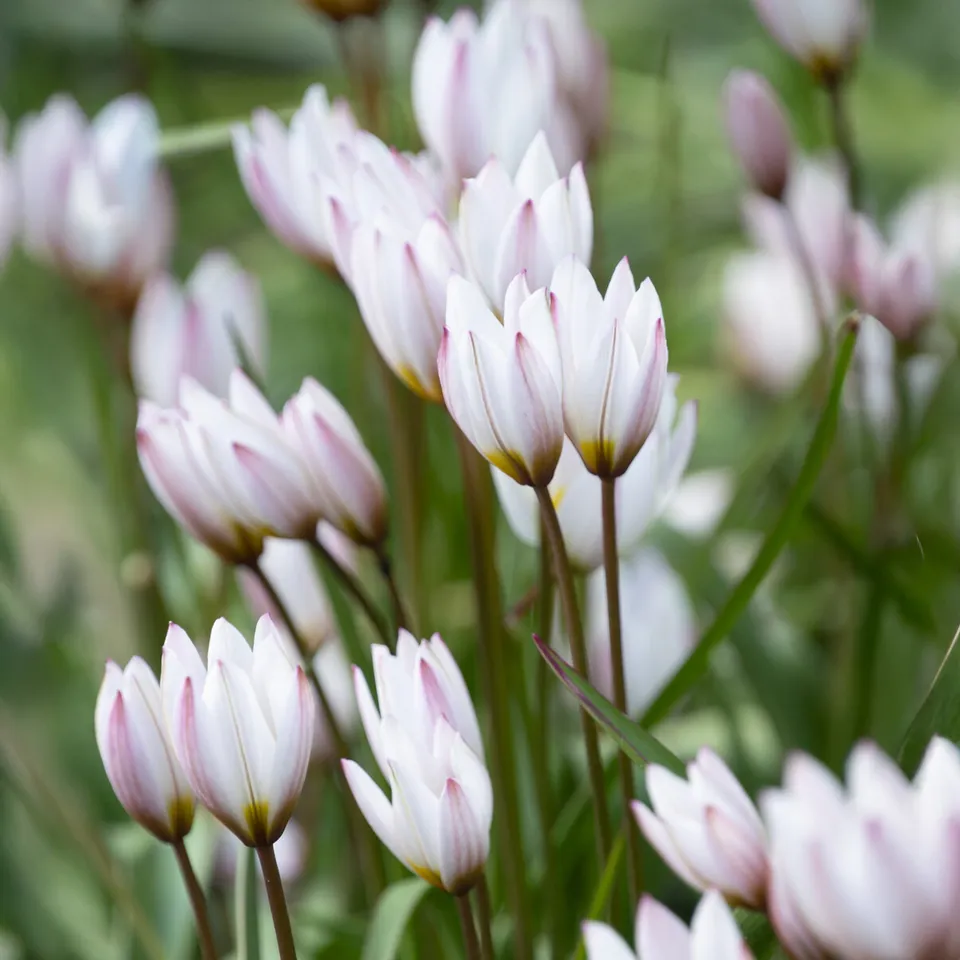 Bakker Tulipes botaniques Hilde bulbes blancs sachet 10 bulbes