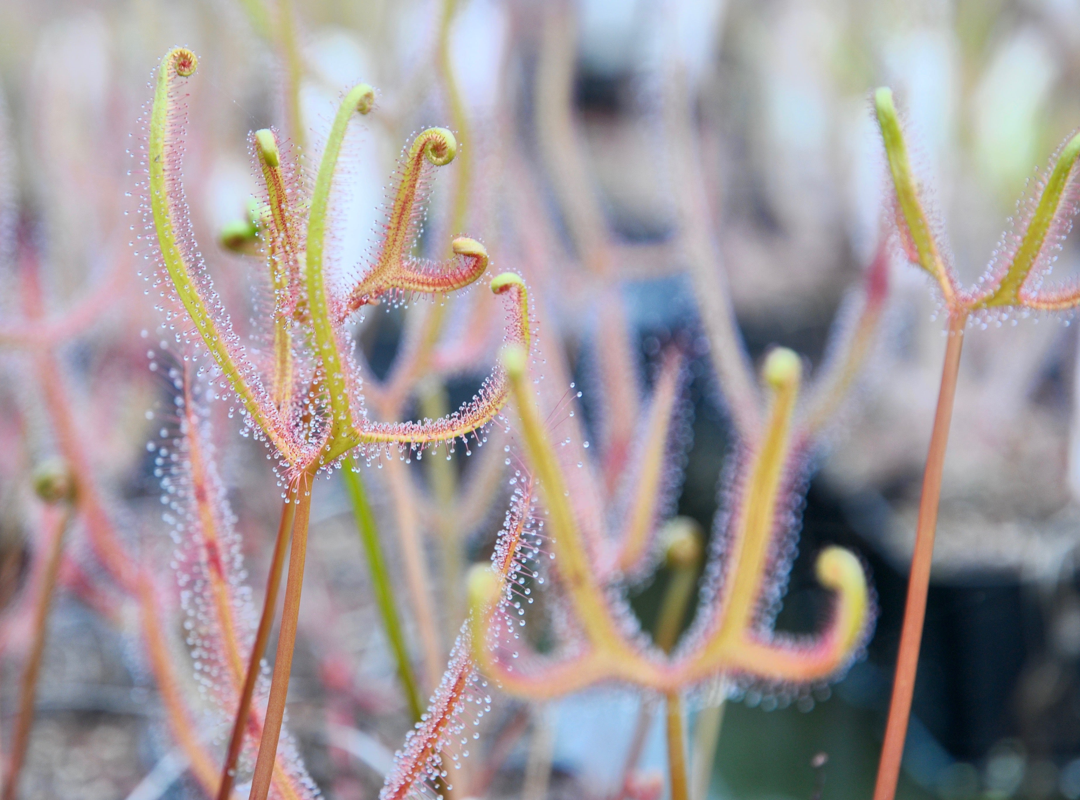 Carniflore Drosera binata dichotoma plante carnivore pot 9 cm