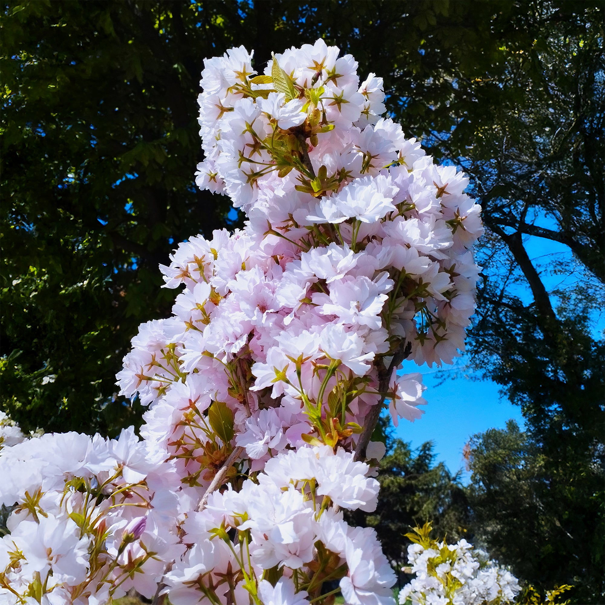 Bakker Cerisier du Japon Amanogawa arbre pot 2L 60-80cm