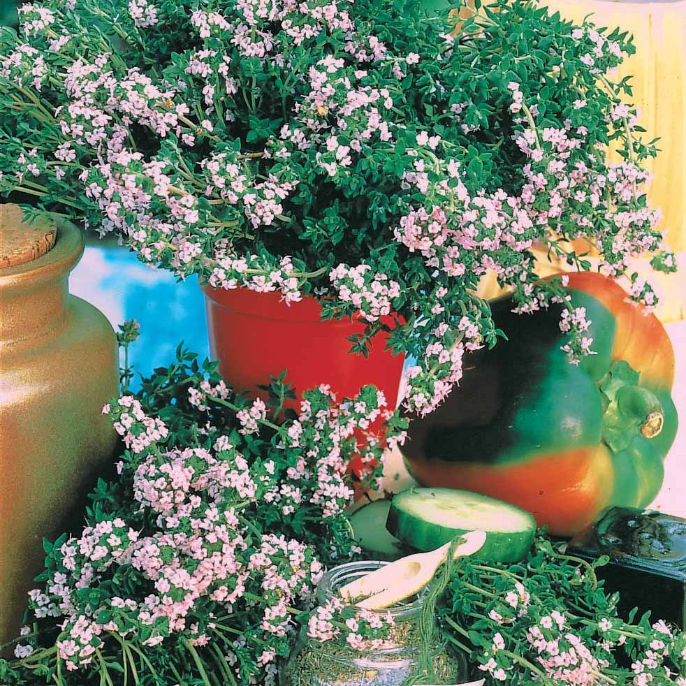 Bakker Potager Thym d'hiver vivace sachet 1g 5500 graines