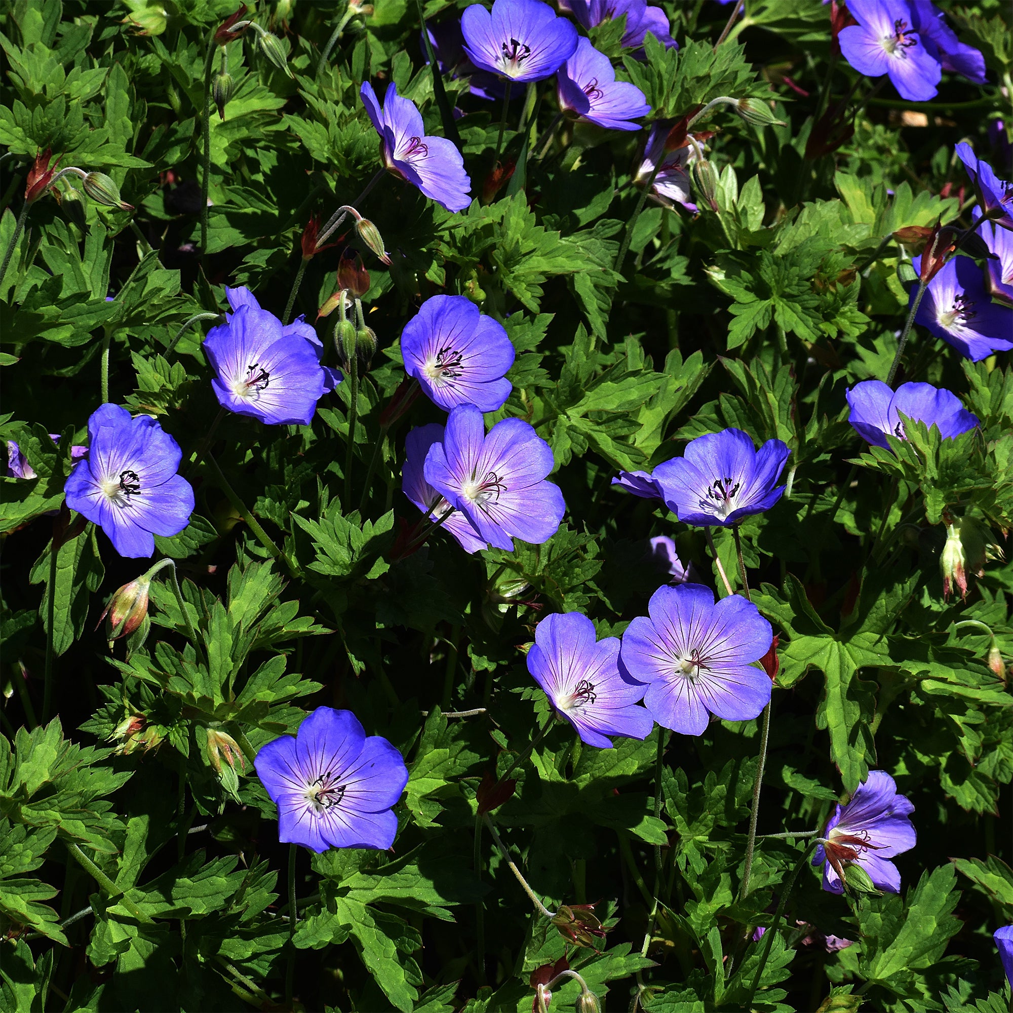 Bakker Géranium vivace bleu de l'Himalaya plante vivace 3 racines couvre-sol