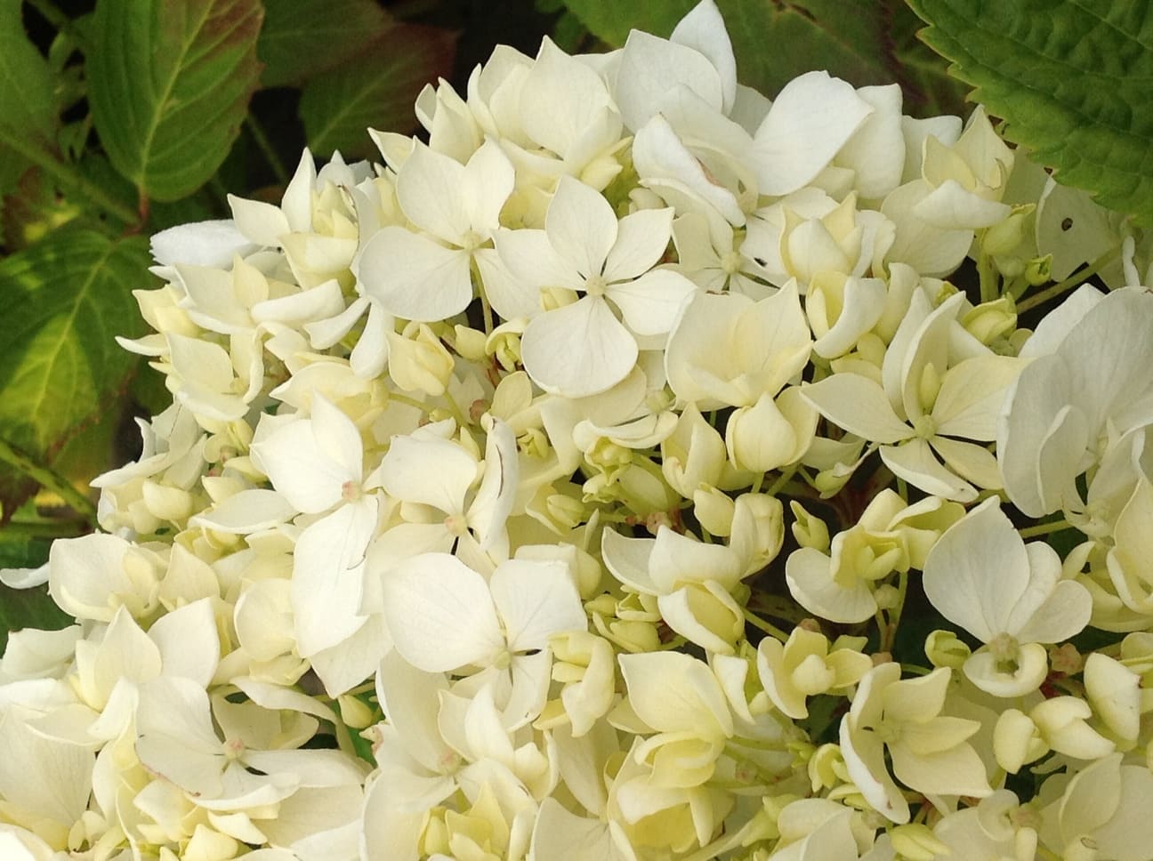 Les Hortensias du Haut Bois Thomas Hogg hortensia boule blanche