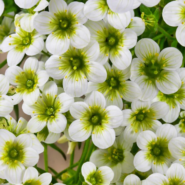 Bakker Plantes vivaces Saxifrage Pixie White pot 9cm blanc