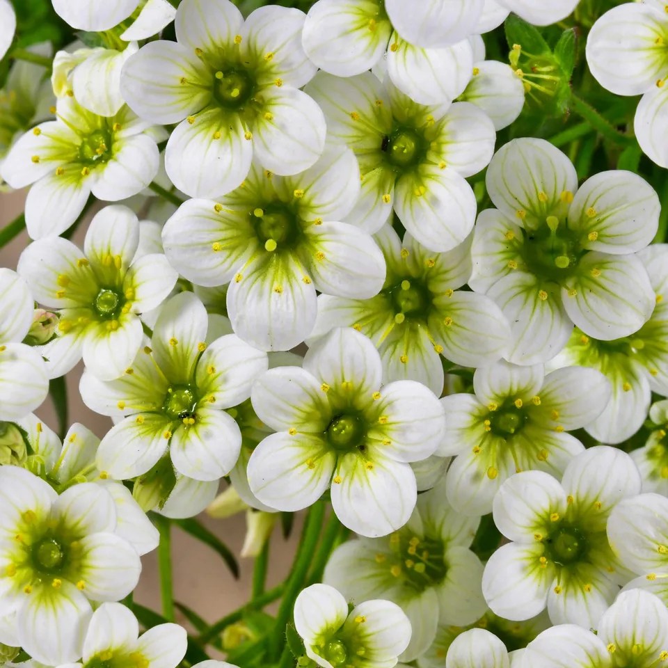 Bakker Plantes vivaces Saxifrage Pixie White pot 9cm blanc