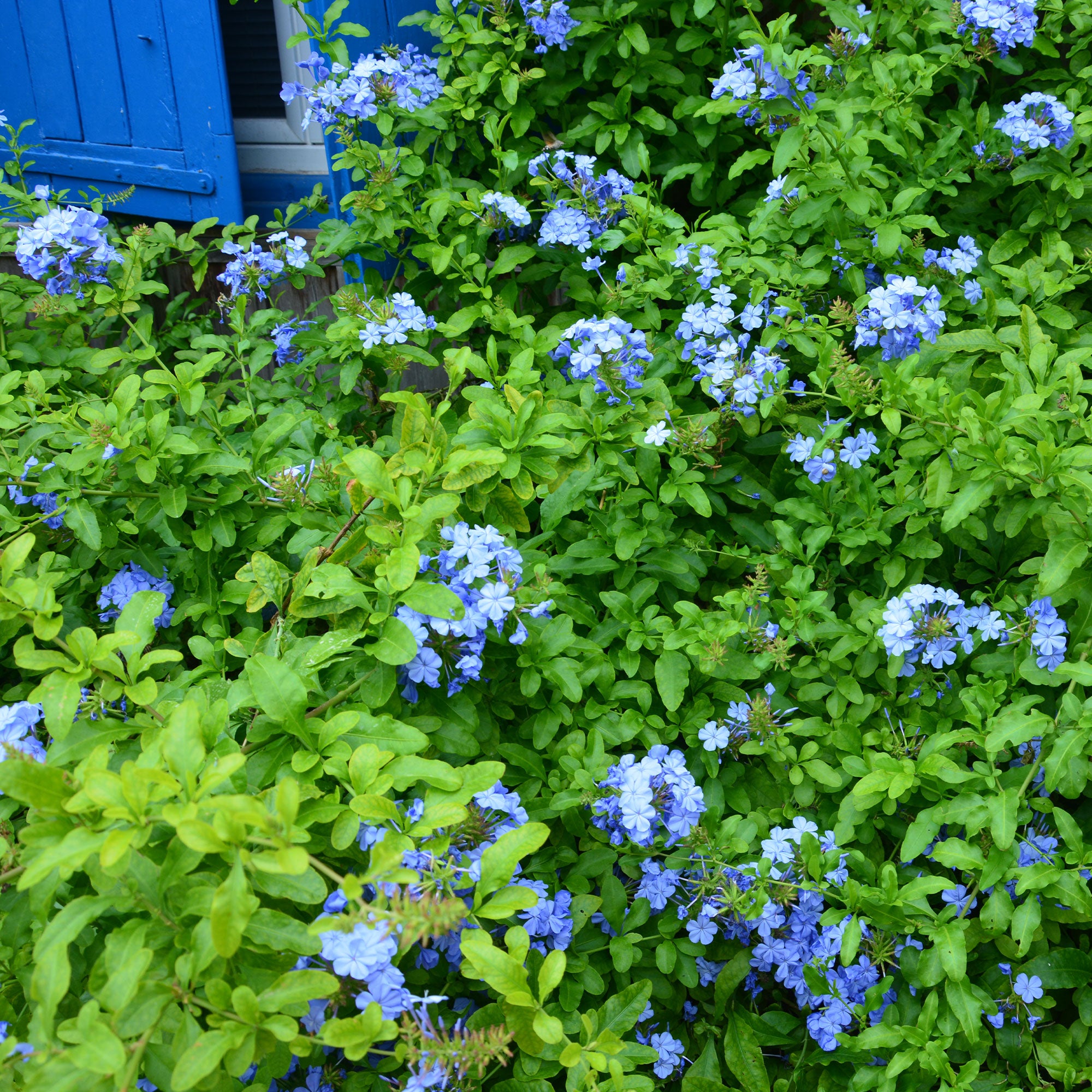 Bakker Plumbago Dark Blue arbuste bleu pot 1,5L