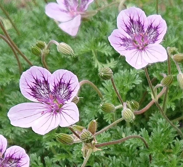 Passion Vivaces Erodium guttatum Natacha vivace pot 1 L rose