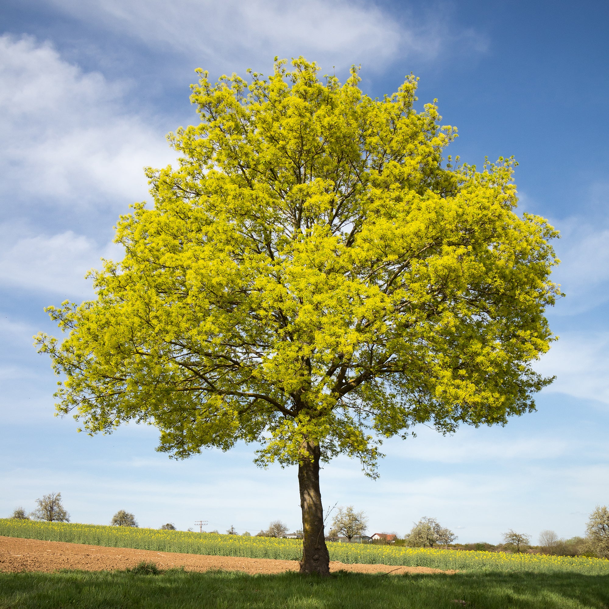 Bakker Érable plane Acer platanoides arbre pot Ø9cm 40-50cm