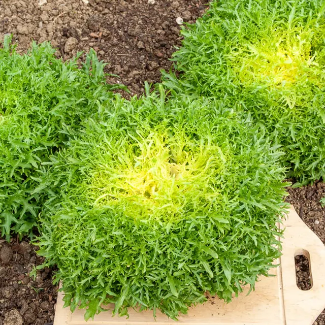 Bakker Chicorée Fine de Louviers graines sachet 4g frisée