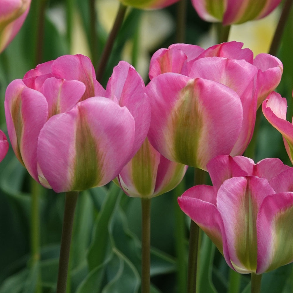 Bakker Bulbes Tulipe Groenland Viridiflora rose sachet 7