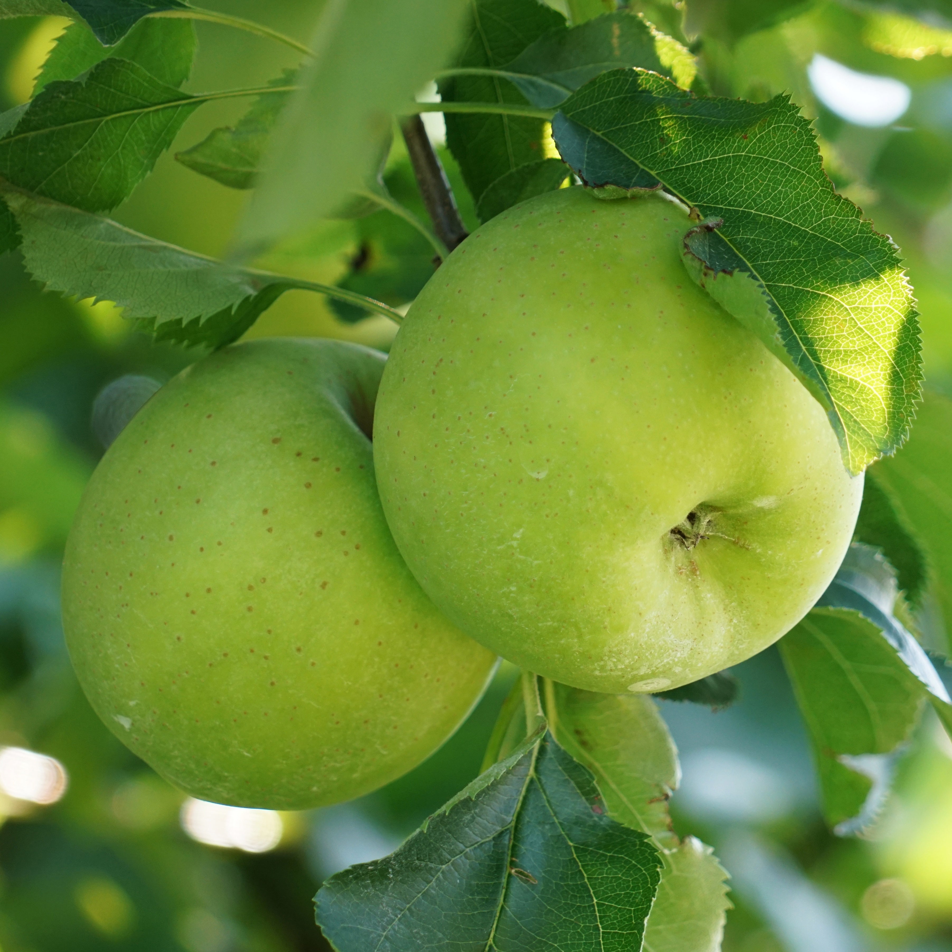 Bakker Pommier Granny Smith fruitier pot 5L 70-90cm