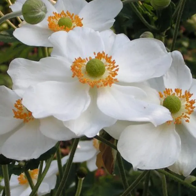 Bakker Vivaces Anémone Honorine Joubert vivace pot 9cm blanche