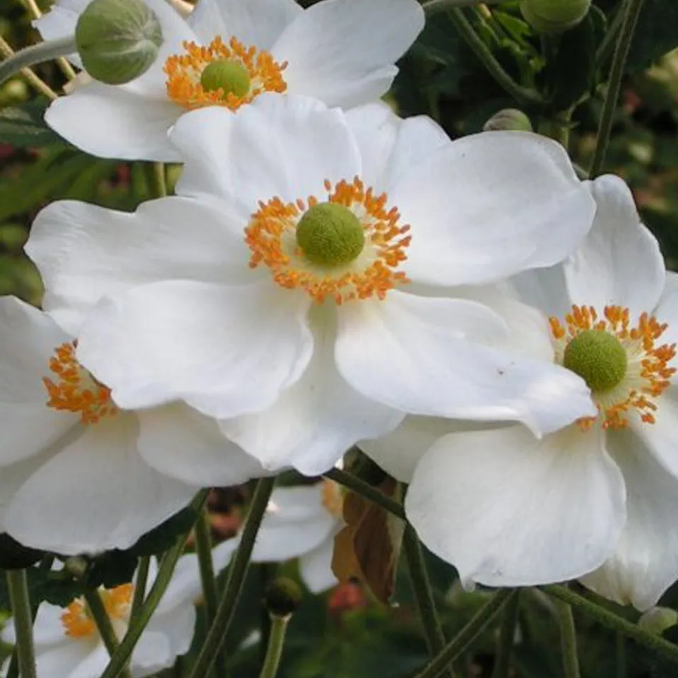 Bakker Vivaces Anémone Honorine Joubert vivace pot 9cm blanche