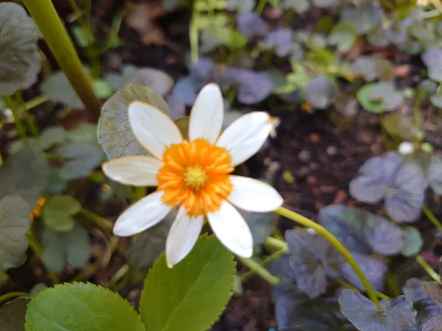 Passion Vivaces Ranunculus ficaria Coppermob plante vivace godet orange