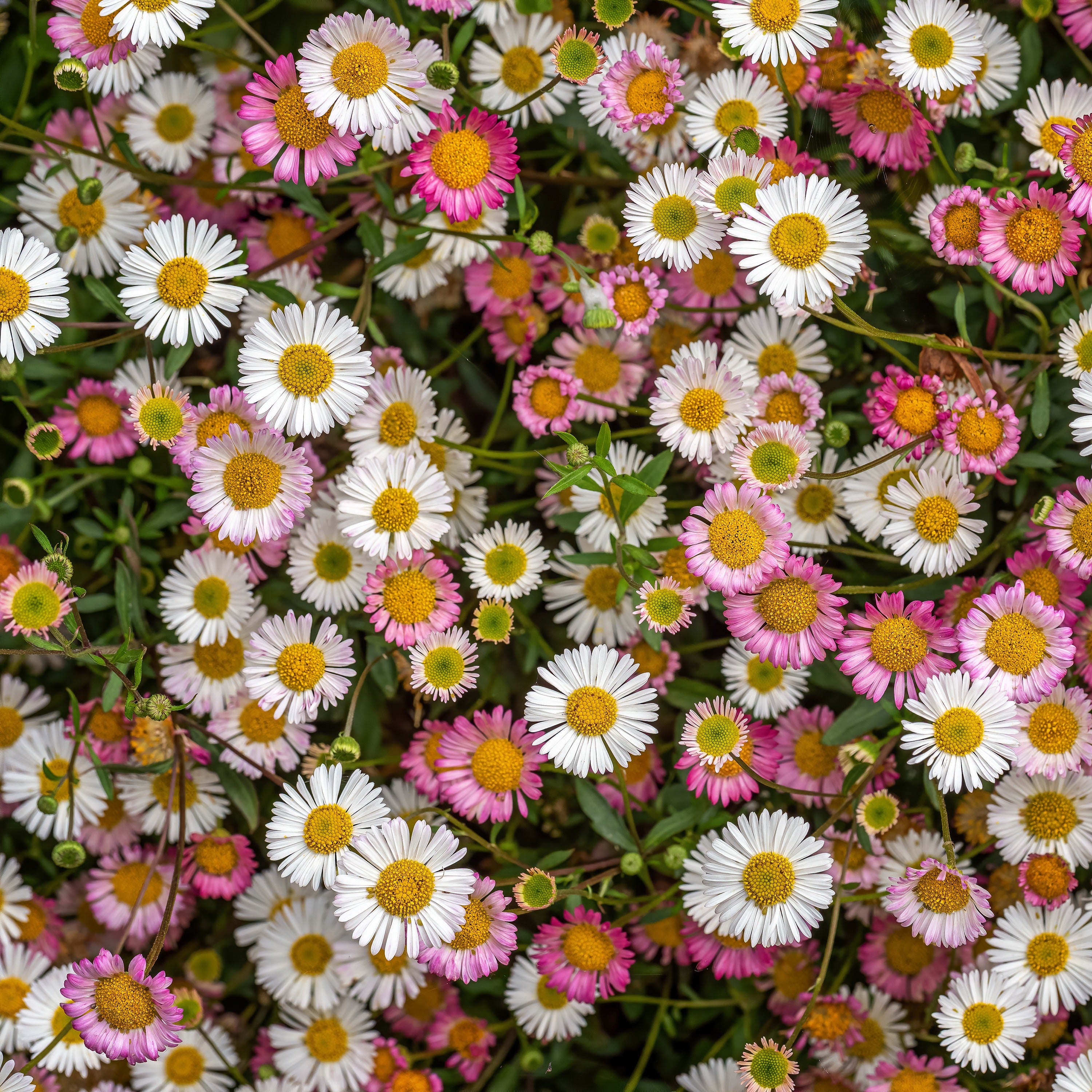 Bakker Erigeron Profusion vivace blanc-rose pot Ø9cm