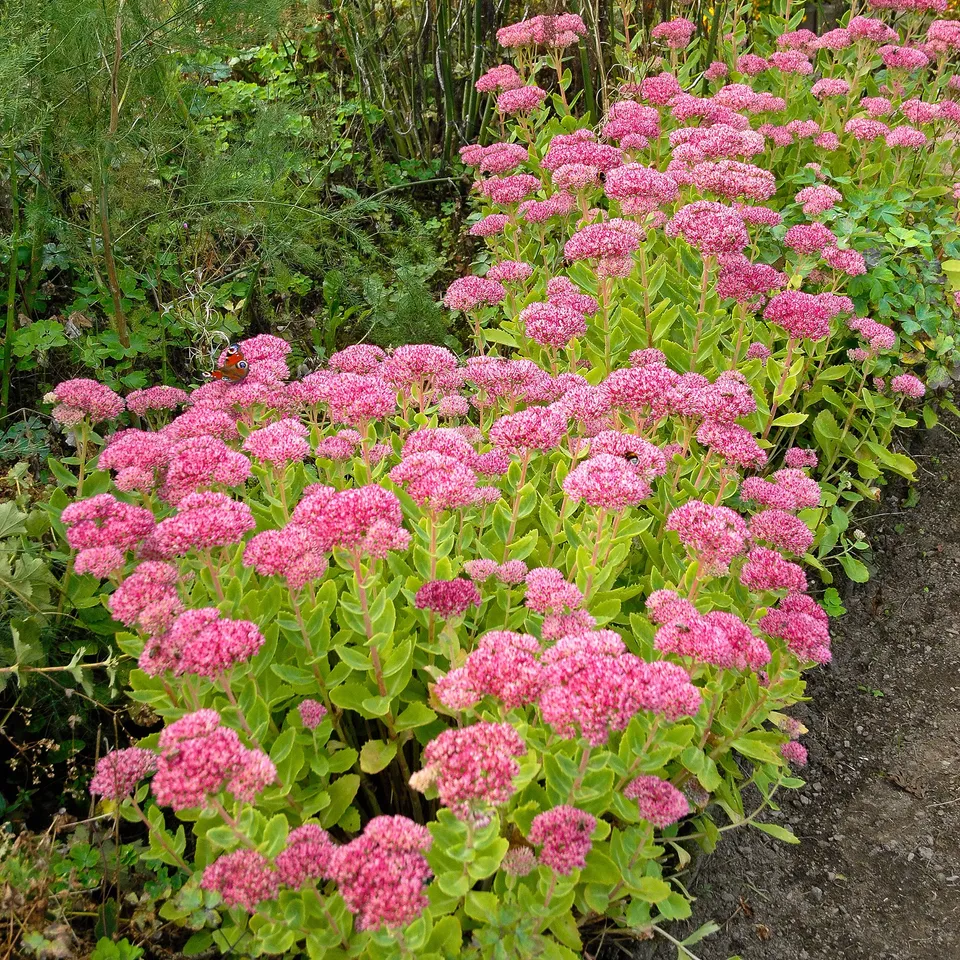 Bakker Sedum Brillant vivace pot 9cm rose