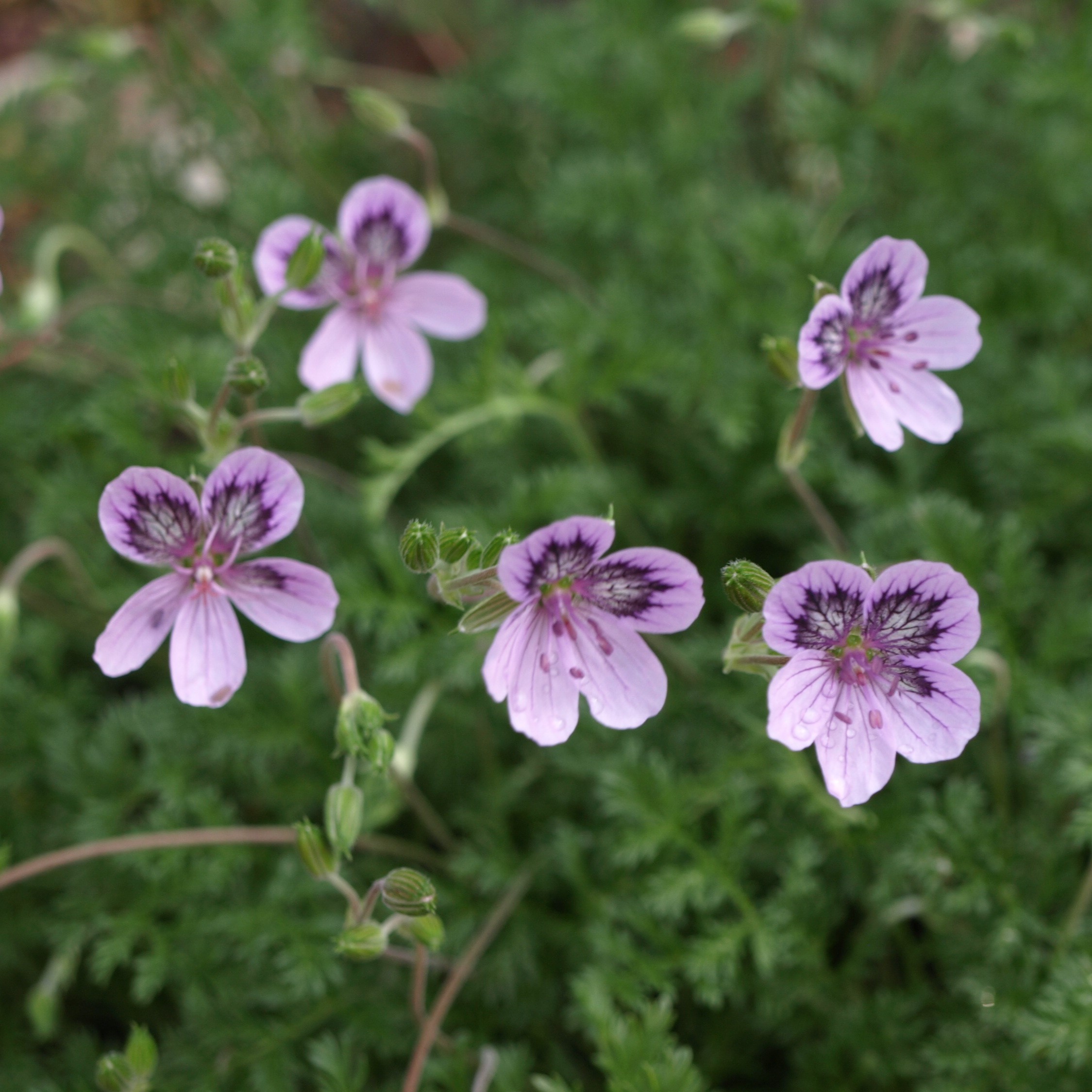 Passion Vivaces Erodium plante vivace pot 1L rocaille