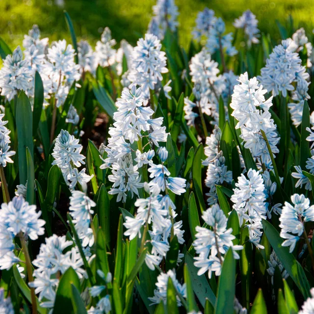 Bakker Bulbes 20 Puschkinia blancs bulbe fleurs sachet