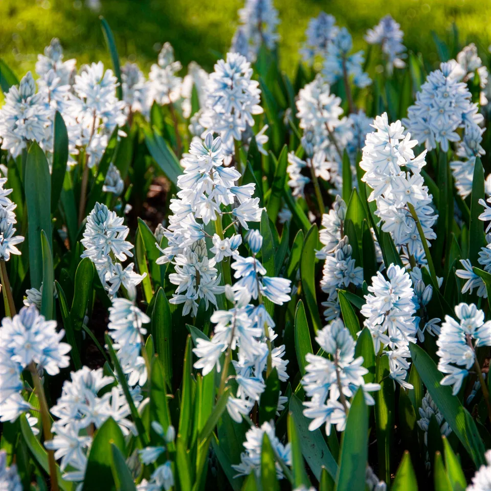 Bakker Bulbes 20 Puschkinia blancs bulbe fleurs sachet