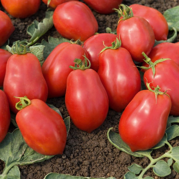 Bakker Roma VF tomate allongée 3 plants pot 10.5cm chair ferme