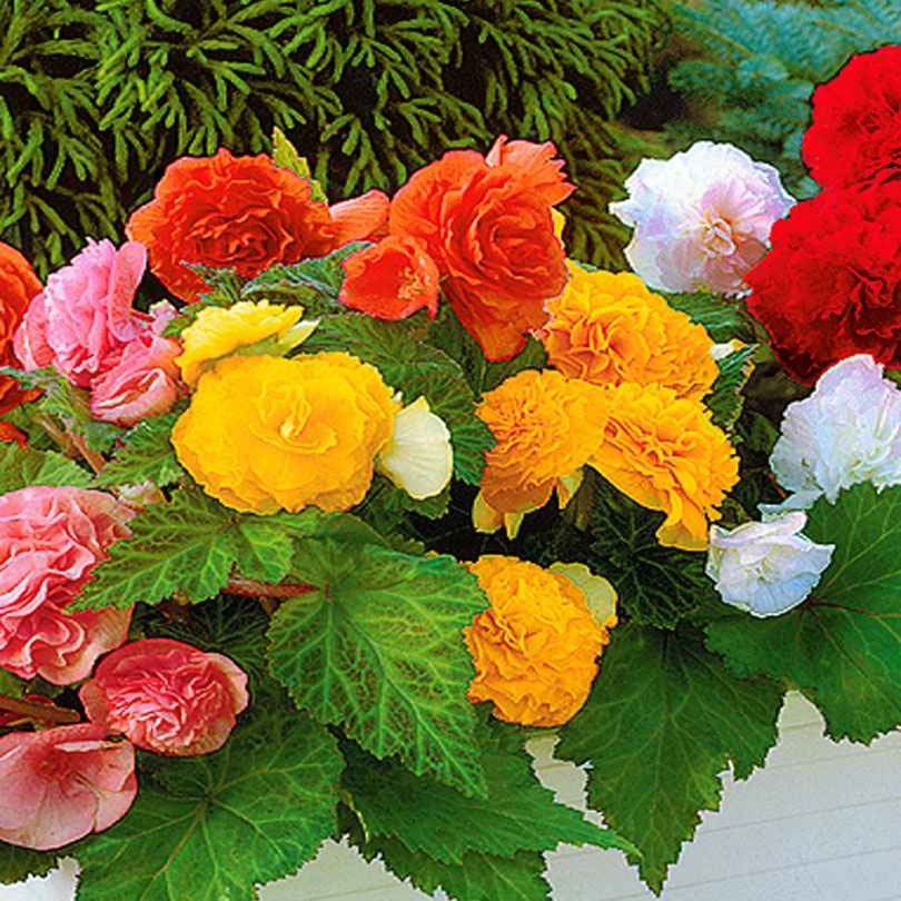Bakker Bégonia Non Stop bulbe sachet 6 floraison continue