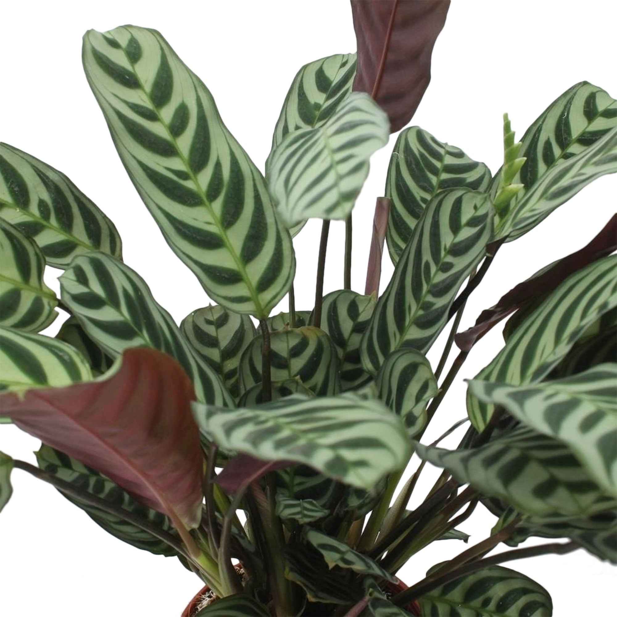 Bakker Dormeuse Ctenanthe burle-marxii plante d'intérieur pot Ø12cm