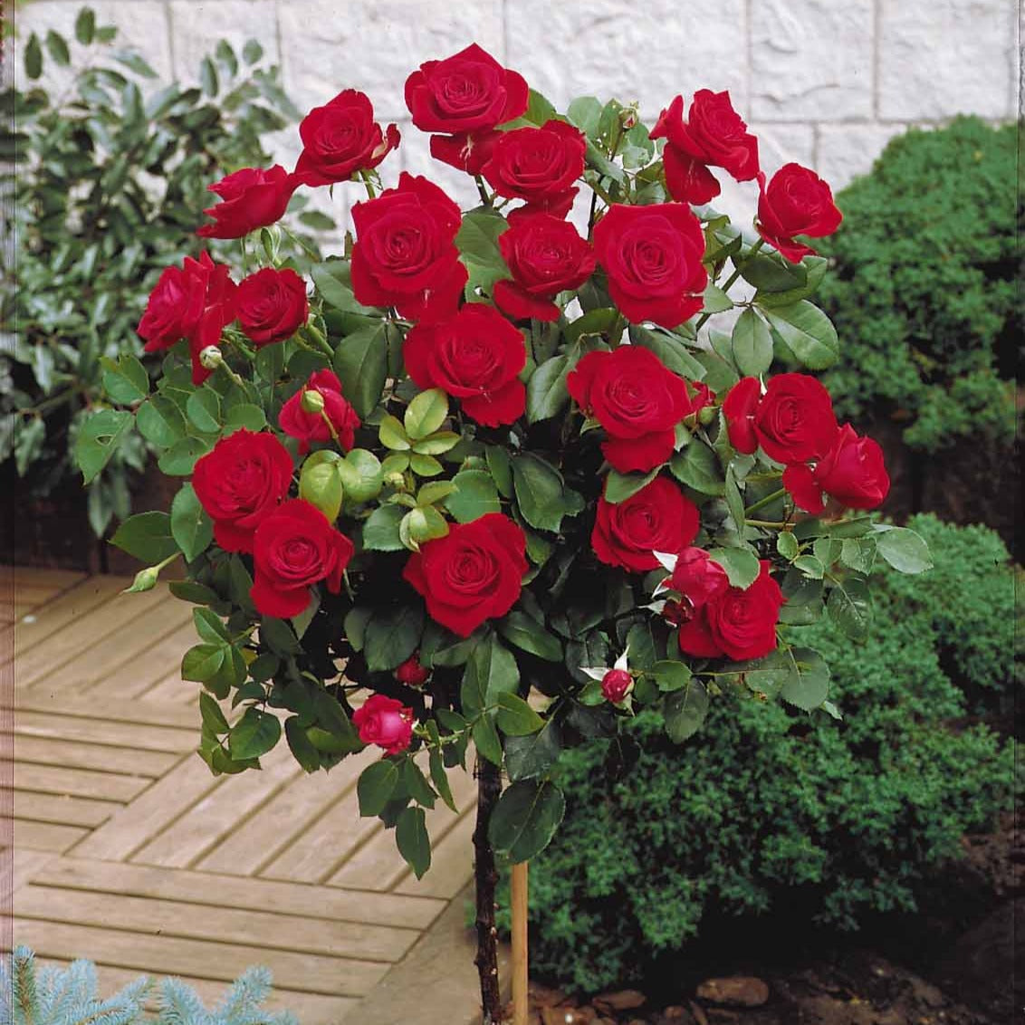 Bakker Dame de Coeur rosier tige racine nue rouge 90-100cm