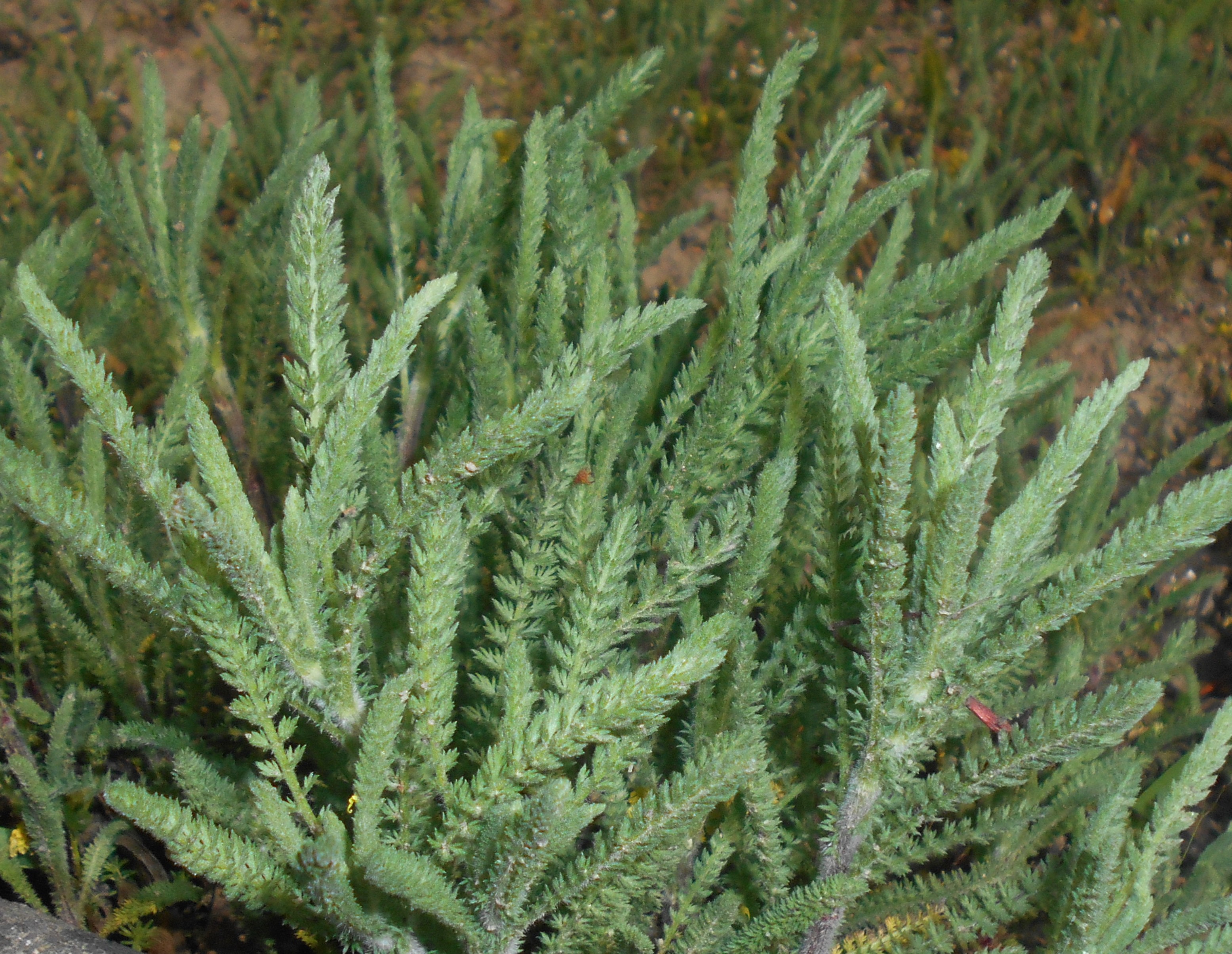Passion Vivaces Achillea crithmifolia plante de jardin godet