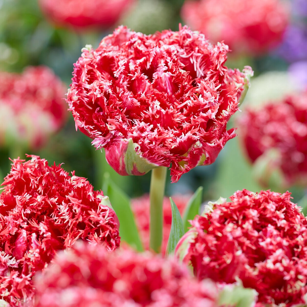 Bakker Tulipes Qatar double dentelée sachet 5 bulbes rouge