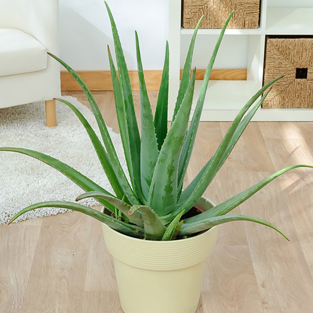 Bakker Aloe vera plante d'intérieur pot Ø10,5cm 25cm