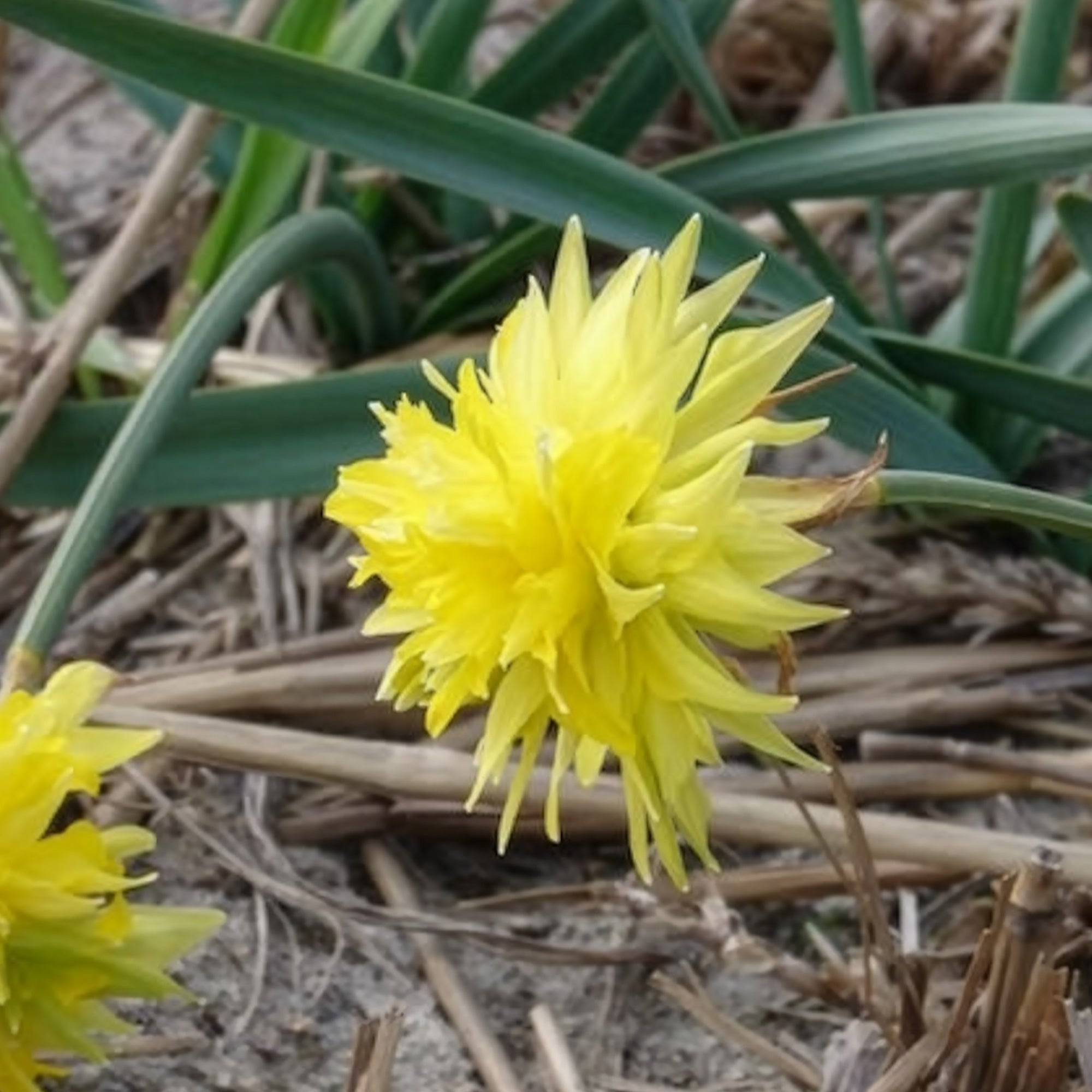 Bakker Bulbes Mini-narcisses Rip van Winkle bulbes sachet 5 jaune
