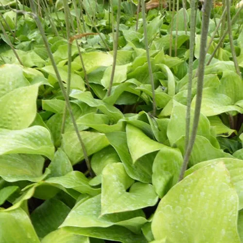 Bakker Plantes vivaces Hosta Red Cadet hosta pot 9cm ombre