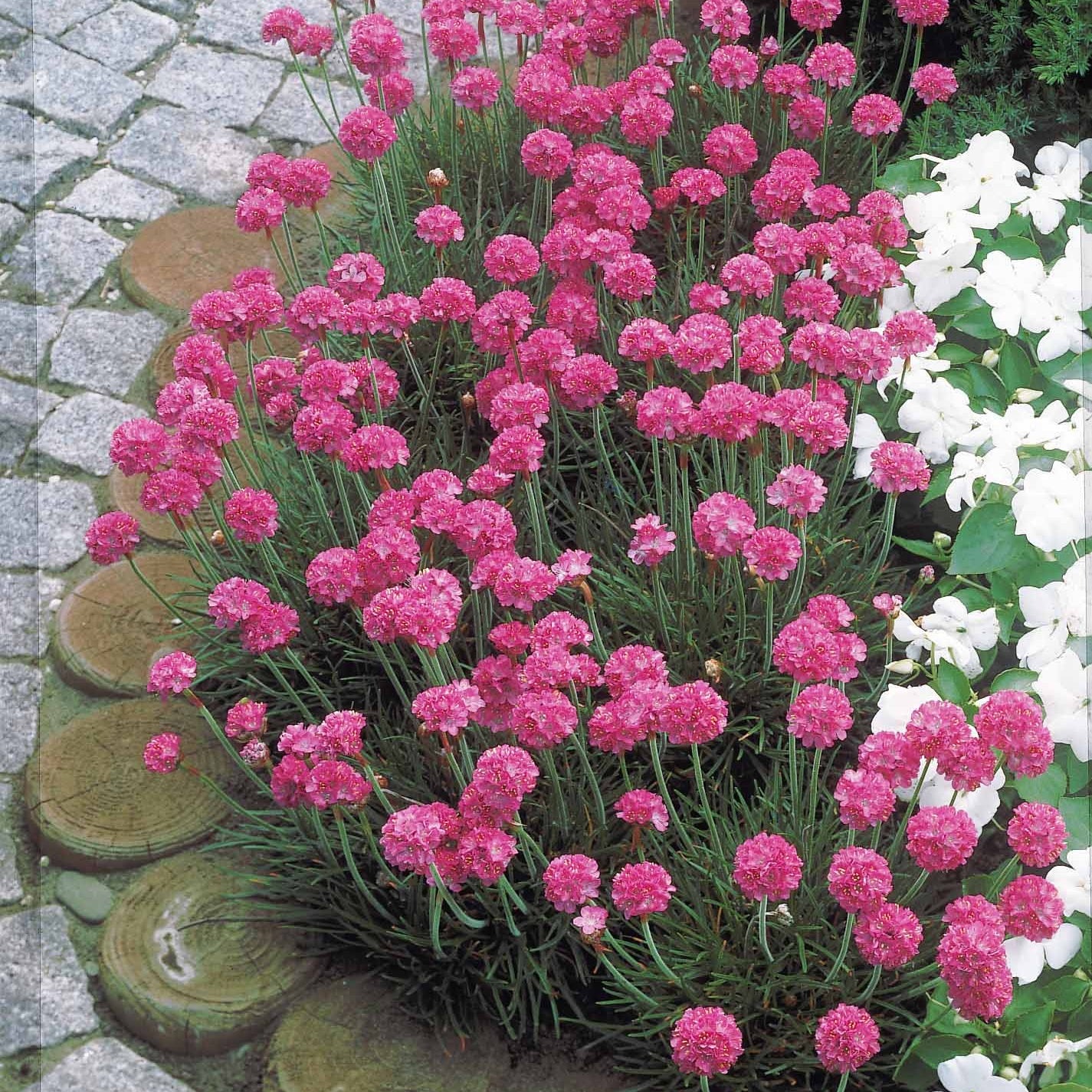 Bakker Gazons d’Espagne plante vivace 2 pots Ø9cm rose
