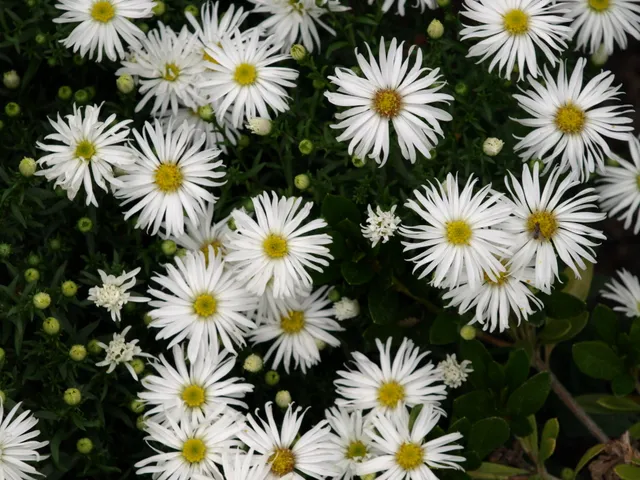 Passion Vivaces ASTER dumosus Christina aster vivace godet blanc