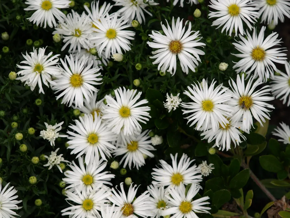 Passion Vivaces ASTER dumosus Christina aster vivace godet blanc