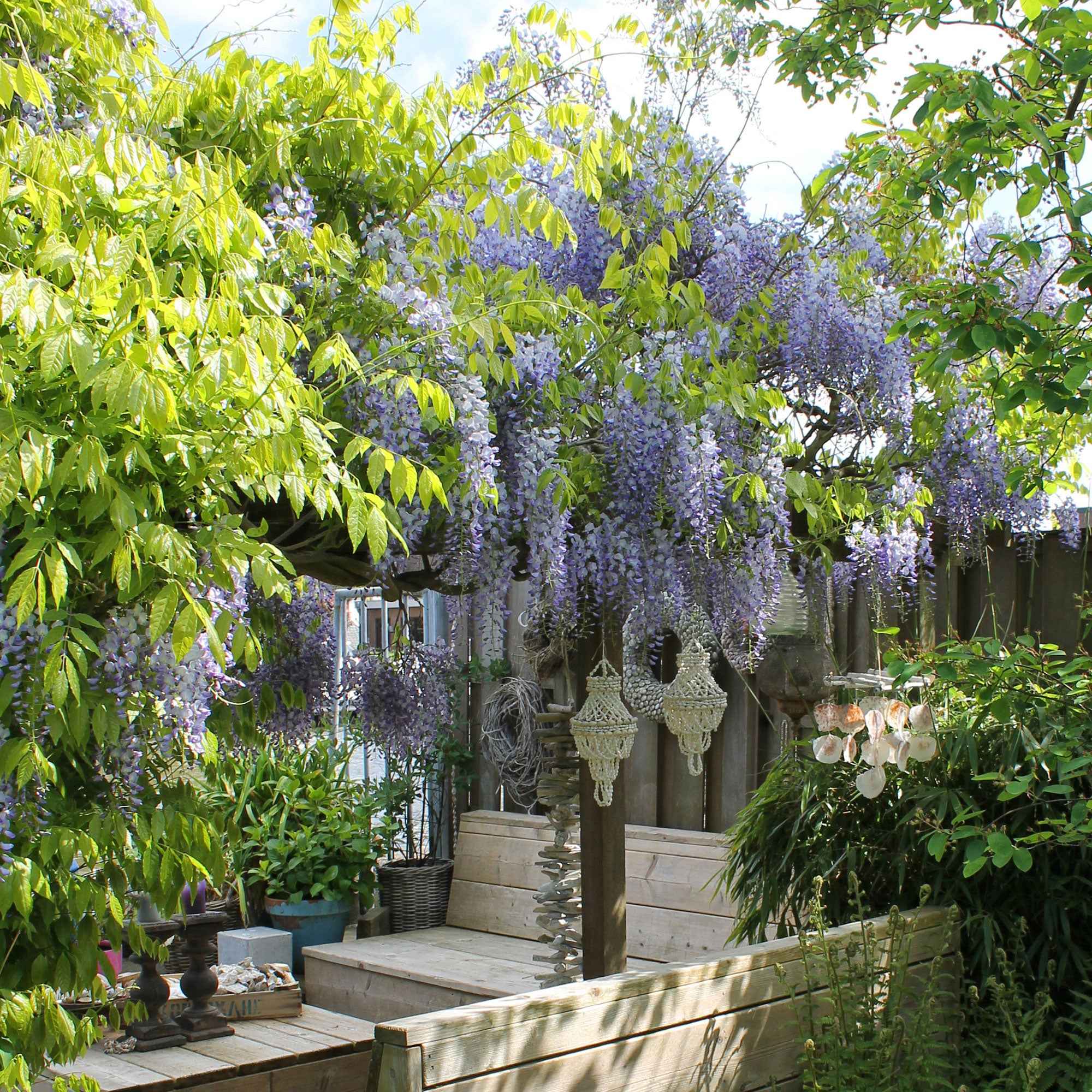 Bakker Glycine de Chine Caroline grimpante pot 2L violette