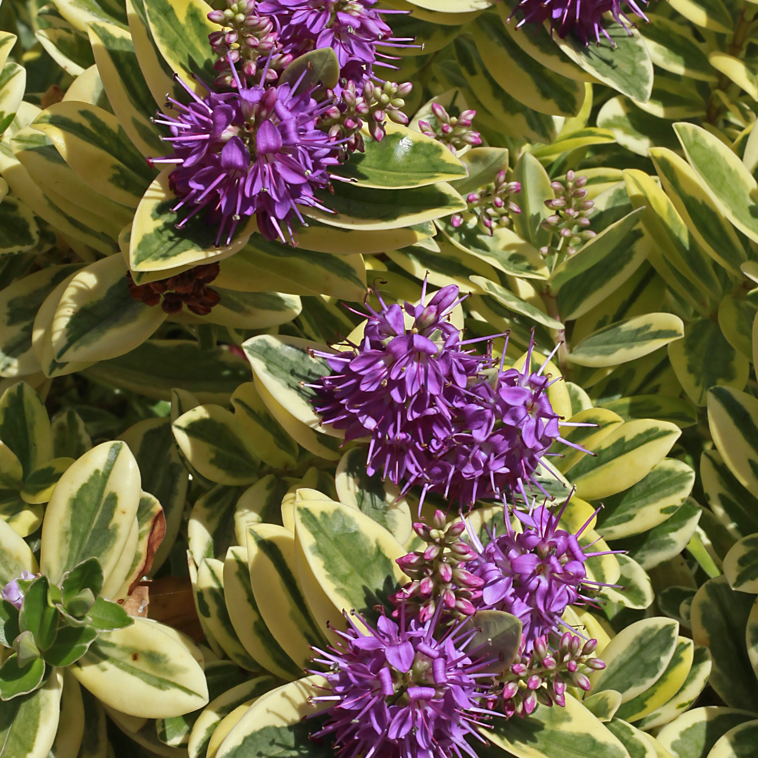 Bakker Terrasse Véronique panaché Hebe plante pot 10,5cm violet