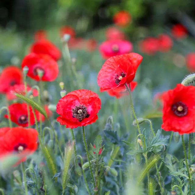 Bakker Red Corn Poppy pavot coquelicot sachet bio rouge