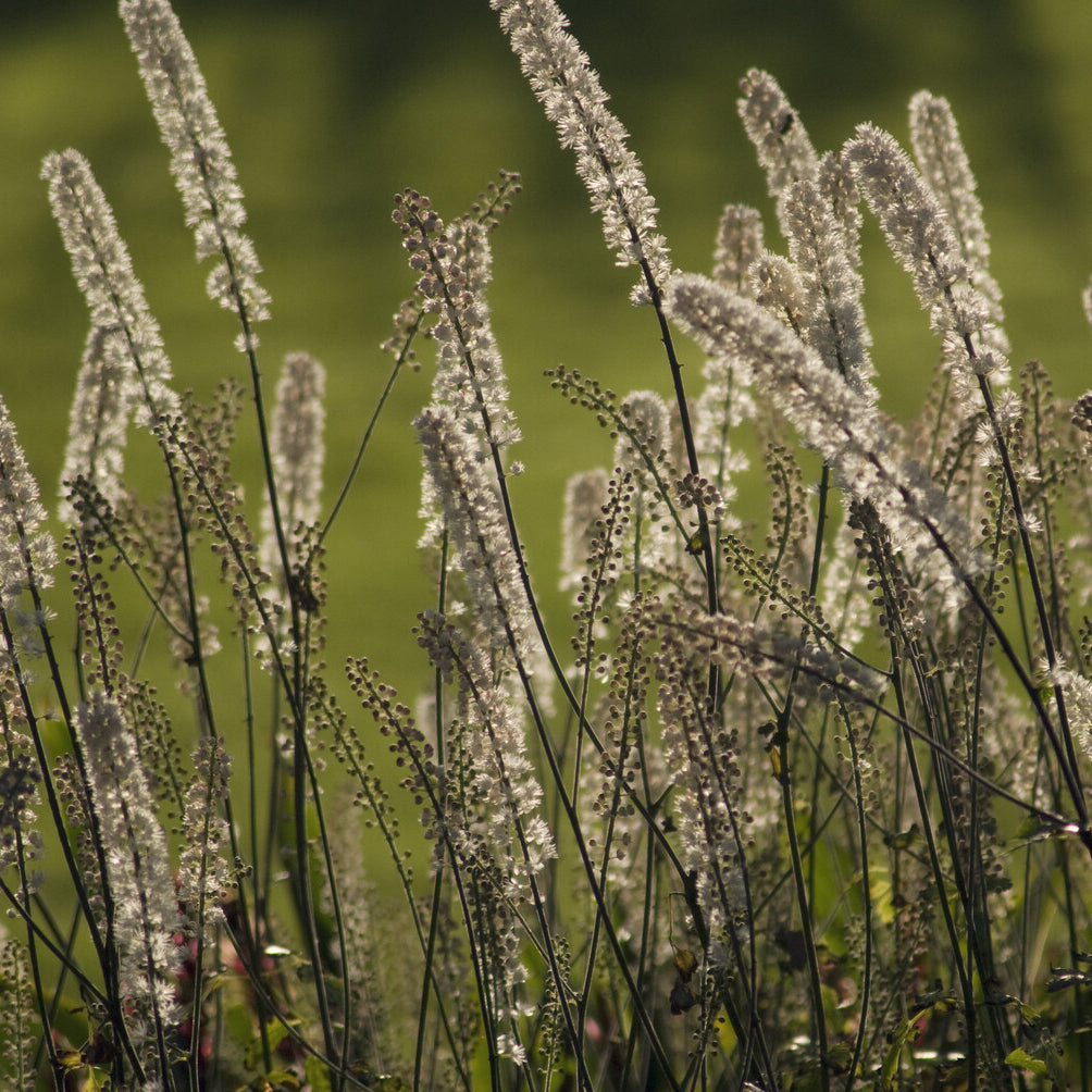 Bakker Cierge d'argent Bugbane plante vivace pot Ø 9cm blanc
