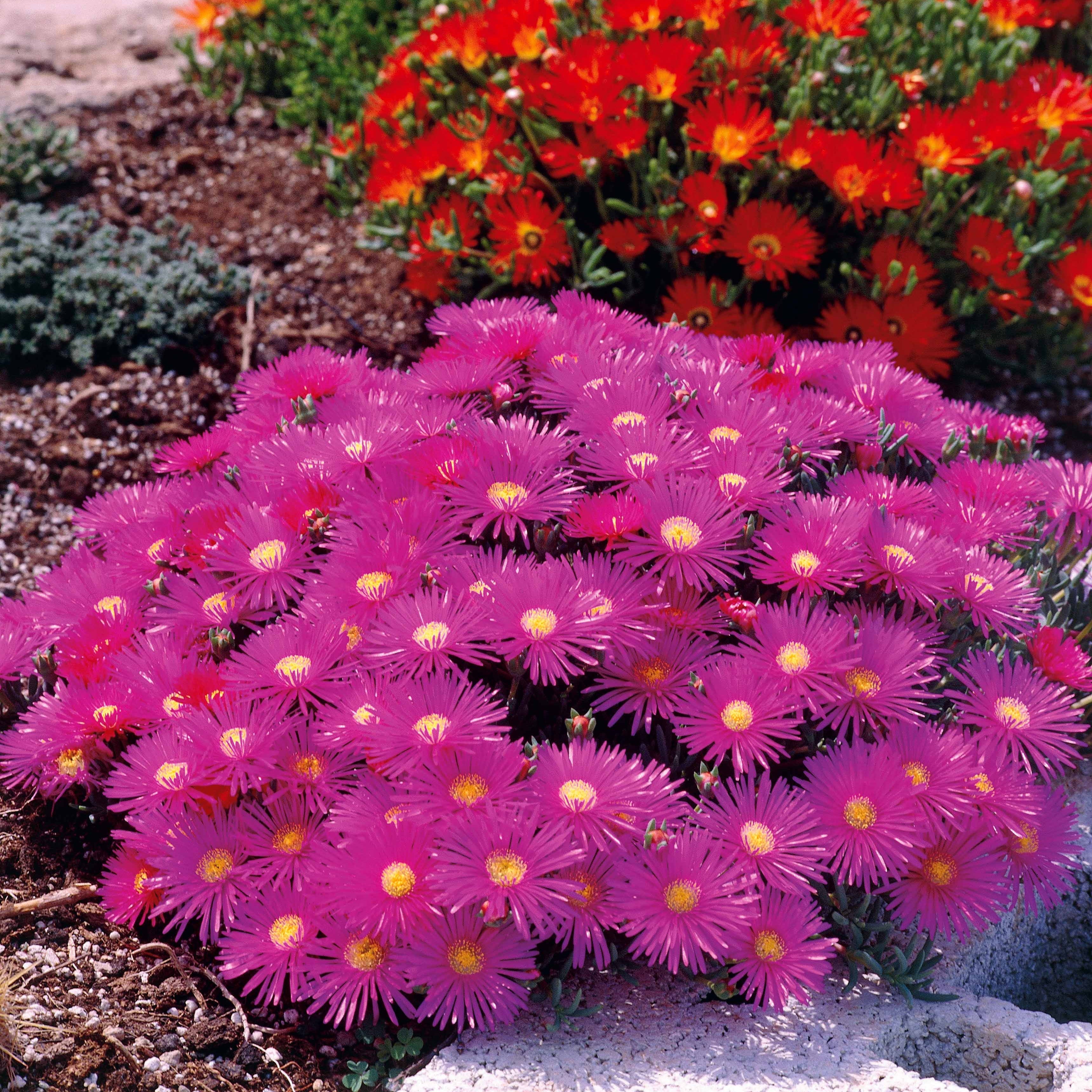 Bakker Collection 6 Ficoïdes plante vivace 10,5cm soleil