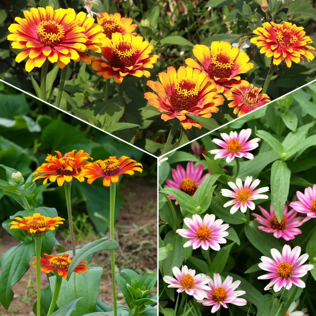 Bakker Zinnia Caroussel double graines 1g mélange bouquet