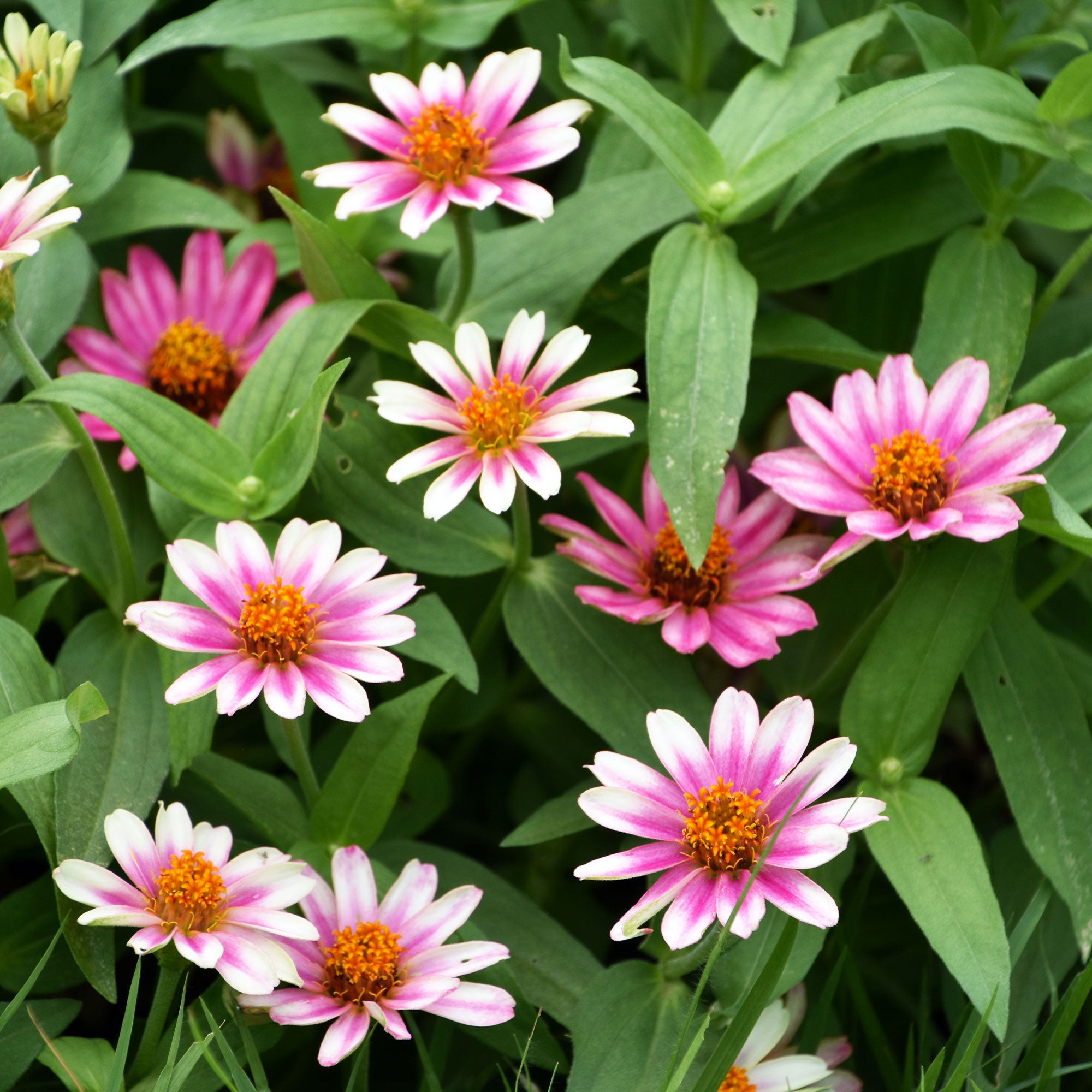 Bakker Zinnia Caroussel double graines 1g mélange bouquet