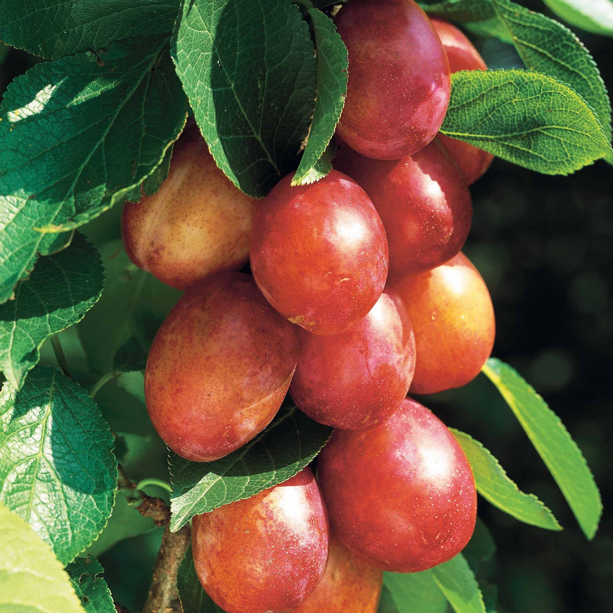 Bakker Prunier Victoria fruitier pot 1,5L autofertile prunes