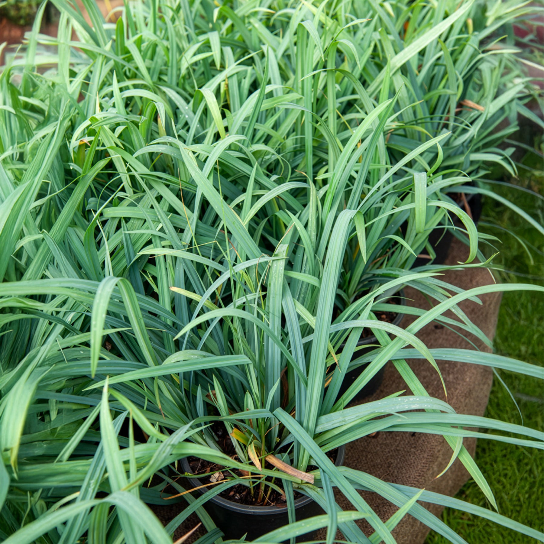 Bakker Bunny Blue laîche Carex pot 9cm feuillage bleu